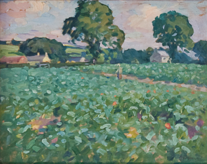 Cabbages_at_Morley