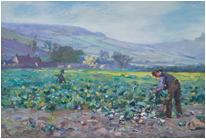 Cutting_Cabbages